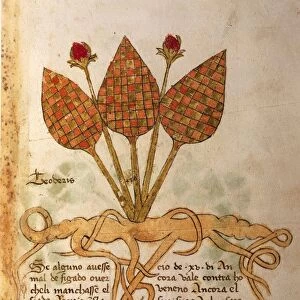 Herba Teoderis, illustration