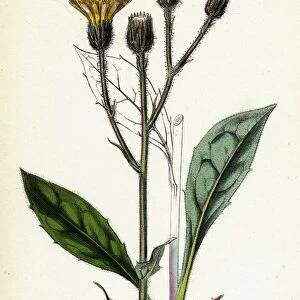 Hieracium Iricum, Irish Hawkweed