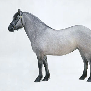 Highland pony, standing, side view
