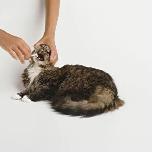Holding head of longhair cat to brush teeth using small pet toothbrush