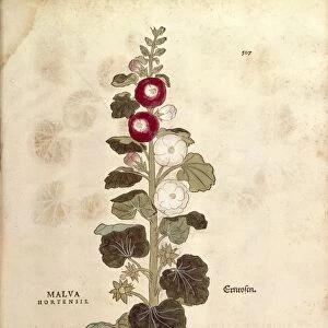 Hollyhock - Malvaceae - Alcea (Malva hortensis) by Leonhart Fuchs from De historia stirpium commentarii insignes (Notable Commentaries on the History of Plants) colored engraving, 1542