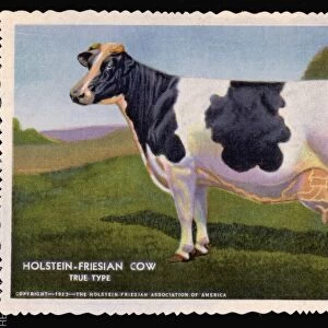 Holstein-Friesian Cow. ca. 1933, USA, HOLSTEIN-FRIESIAN COW, TRUE TYPE