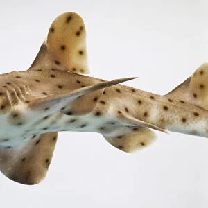 Horn Shark, Heterodontus francisci