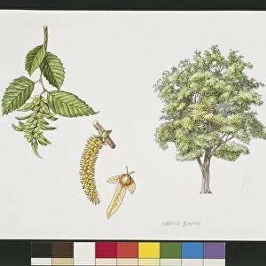 Hornbeam (Carpinus betulus), plant with flowers, leaves and achenes, illustration