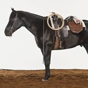Horse ready having been saddled