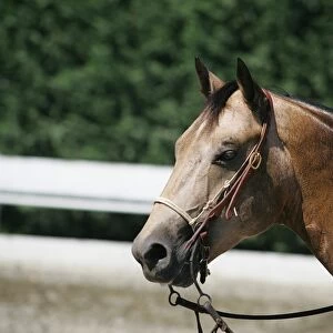 Horse wearing Western bridle, close-up
