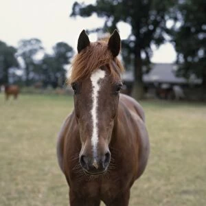 Horses head showing with white line down nose, close-up, front view