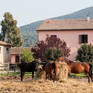 Horses. Uccellina Park. Alberese. Grosseto Province. Maremma. Tuscany. Italy. Europe