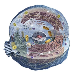 A human cell, cross-section
