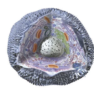 Human cell structure showing cytoplasm, cell membrane, nucleus, mitochondrion