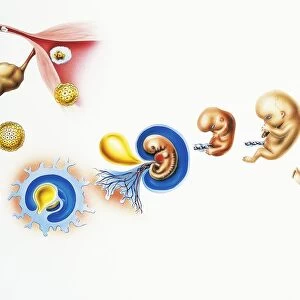 Human life cycle, from cells to human being, drawing