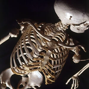 Human skeleton, rib cage, high angle view