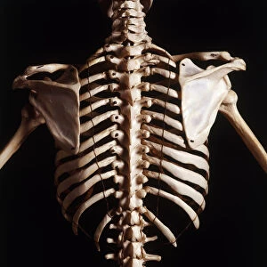 Human skeleton, rib cage and shoulder blades, high angle view