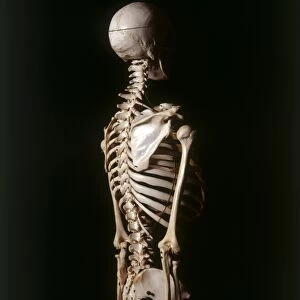Human skeleton, shoulder blade, rib cage, and vertebrae, side view