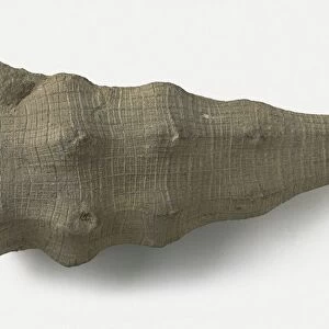 Hydnoceras (Glass Sponge), a type of invertebrate fossil, late Devonian-Carboniferous era