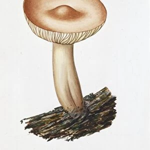 Hypsizygus ulmarius, illustration