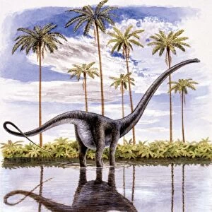 Illustration of Alamosaurus on lake shore