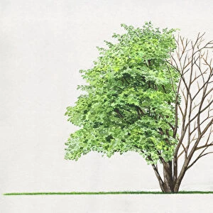 Illustration of Amelanchier laevis, a deciduous small tree or large shrub showing shape of canopy and summer leaves of foliage and bare winter branches