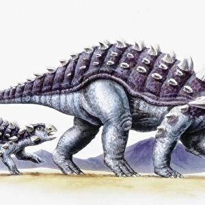 Illustration of Ankylosaurus