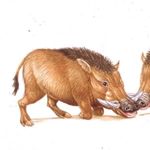 Illustration of two Archaeotherium mammals on white background