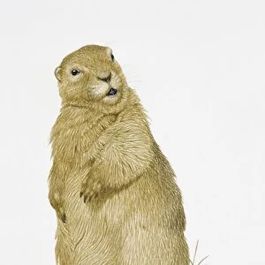 Illustration of Bobak Marmot (Marmota bobak)