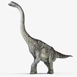 Illustration of Brachiosaurus showing characteristic long neck