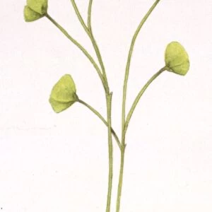 Illustration of Cooksonia plant