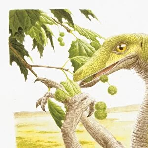 Illustration of Dromiceiomimus eating tree fruit