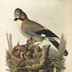 Illustration from Eugenio Bettonis Natural History of Birds that Nest in Lombardy representing Eurasian Jay Garrulus glandarius, by Oscar Dressler, 1865-1868, engraving