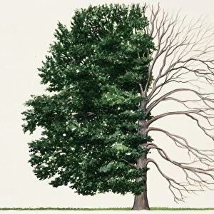 Illustration of Fagus grandifolia (American beech), a deciduous tree showing summer leaves and bare winter branches