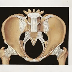 Illustration of human bones, female type pelvis