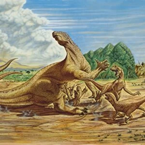 Illustration of Iguanodon fighting