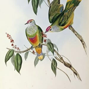 Illustration from John Goulds The Birds of Australia representing Rose-crowned Fruit Dove Ptilinopus regina