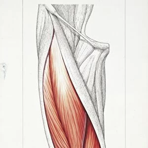 Illustration of muscles, quadriceps femoris