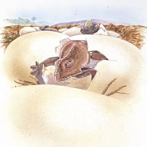 Illustration of Protoceratops egg hatching