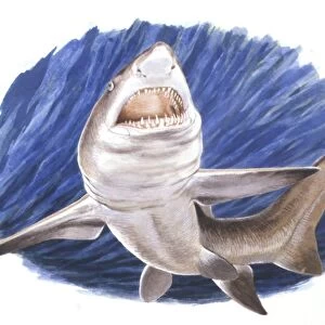 Illustration representing Carcharodon megalodon swimming