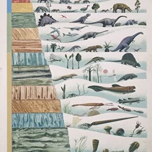 Illustration representing evolution of organisms with correlation to geologic eras
