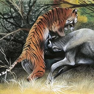 Illustration representing tiger attacking bovid