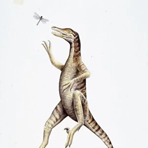 Illustration of Saurornithoides catching insect
