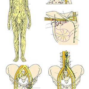 Illustration showing human lymphatic system