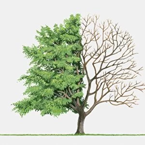 Illustration of Sorbus alnifolia (Korean Whitebeam), a deciduous tree showing summer leaves and bare winter branches