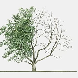 Illustration of Sorbus americana (American Mountain Ash) a deciduous perennial tree showing summer leaves and bare winter branches