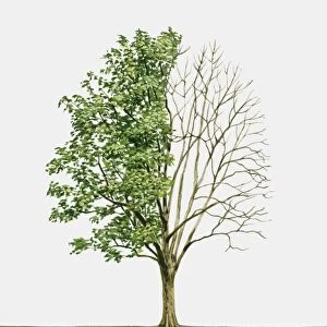 Illustration of Sorbus torminalis (Wild Service Tree), a deciduous tree showing summer leaves and bare winter branches