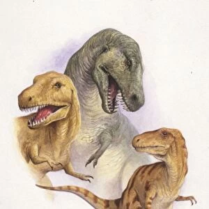 Illustration of Tyrannosaurus Rex, Albertosaurus, Nanotyrannus