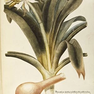 Illyrian Sea Lily (Pancratium illyricum), Amaryllidaceae by Francesco Peyrolery and Giovanni Antonio Bottione, watercolor, 1765