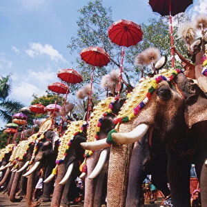 India, Kerala, row of elephants decorated with golden headdress and umbrella for the Pooram Festival, low angle side view