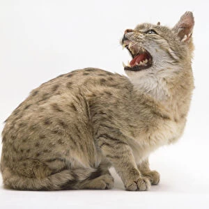Indian Desert Cat (Felis silvestris ornata), sitting and turning its head backwards, baring its teeth, side view