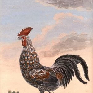Indian wild cock