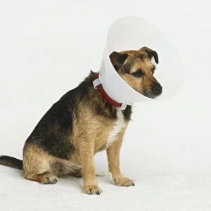 Injured dog wearing Elizabethan-style collar round neck