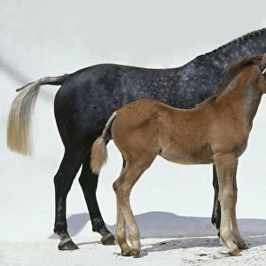 Irish Draught Horse foal standing beside mother, side view